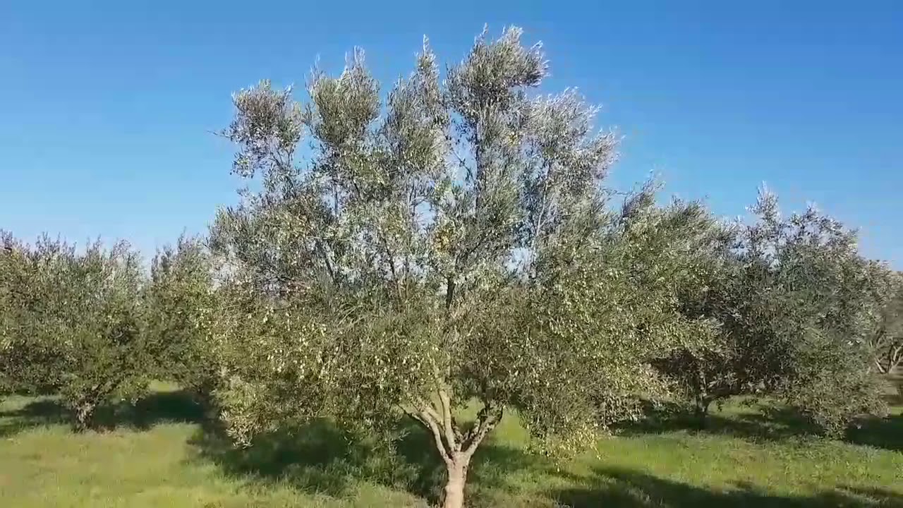 Maslina sorta Lastovka