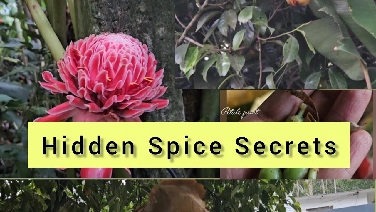 Thekaddy spice garden Secret (part -2) | few secret plants | most expensive spices | cardamom