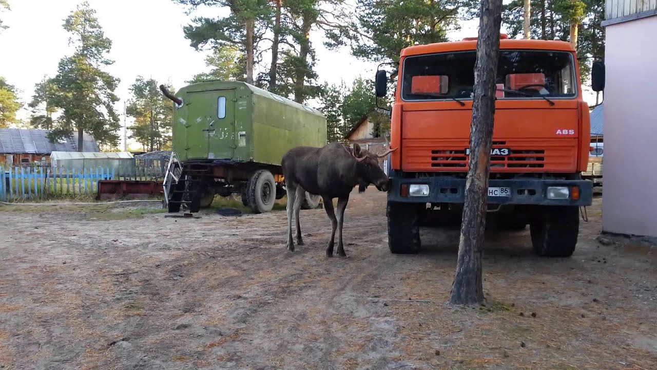 Камаз твой папочка расскажи
