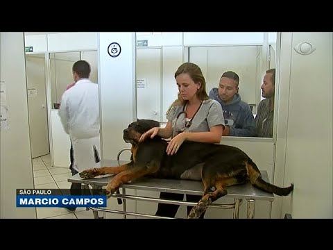 Vídeo: O Que Realmente Acontece Nas Salas Dos Fundos Dos Hospitais De Animais De Estimação