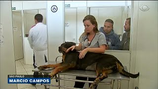 Hospital veterinário atende famílias de baixa renda em SP