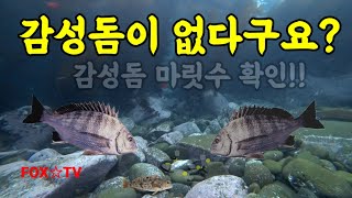 대물 감성돔을 찾아서 프리다이빙-FOXTV