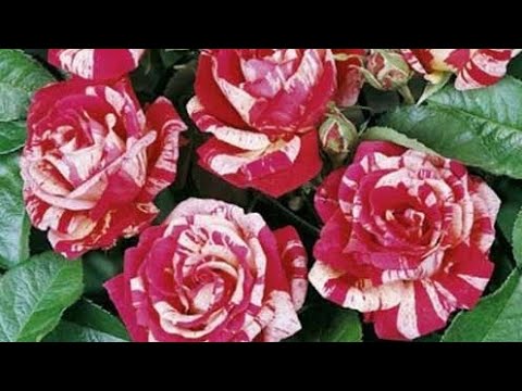 Video: Koliko latica i listova ima ruža?