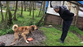 DERE KENARINDAKİ KÖPEKLERİ BESLEMEYE GİTTİM KÖPEĞİN SALDIRGANLIĞI DEVAM EDİYOR