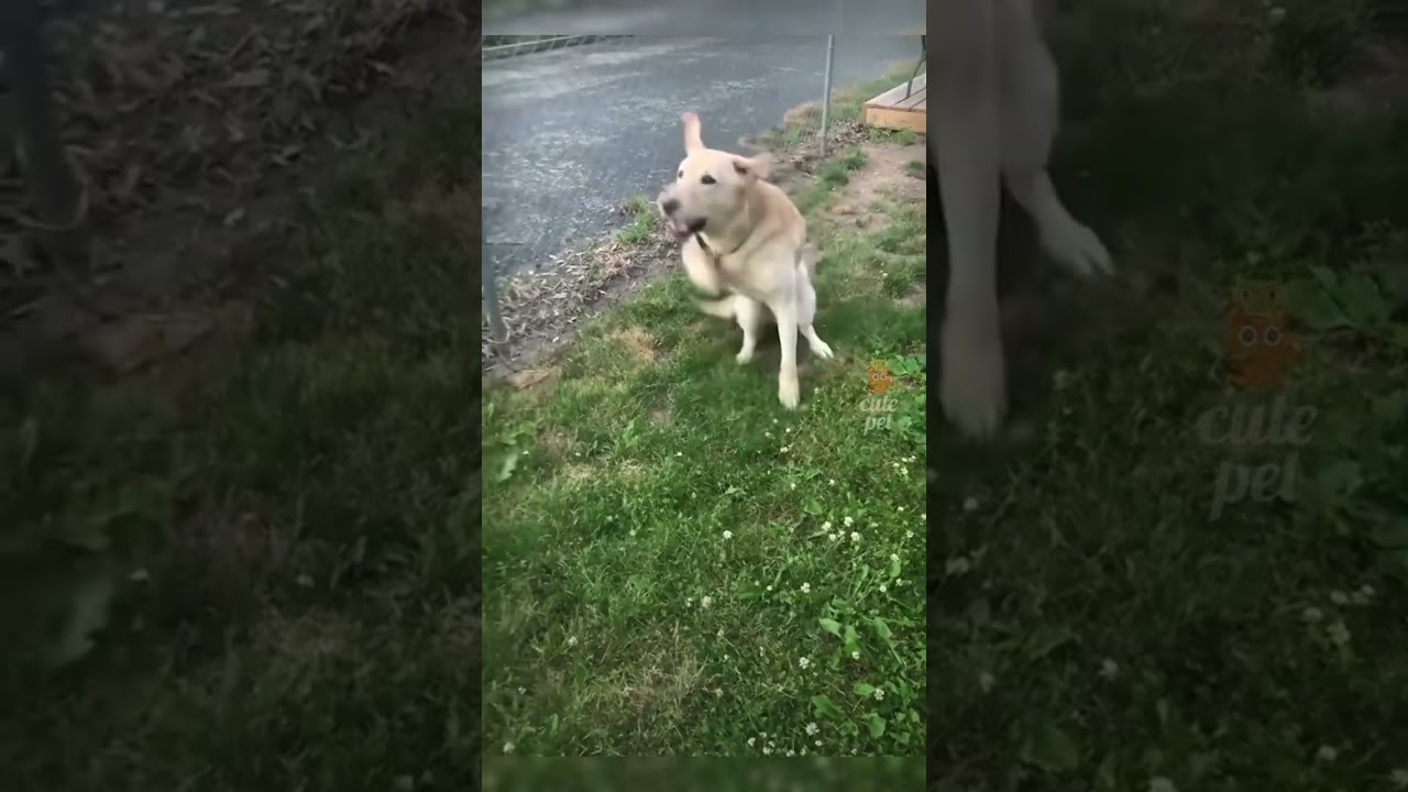 Cute pet (P28) #pets  #pet  #video #shorts