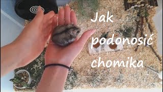 Jak podnosić chomika