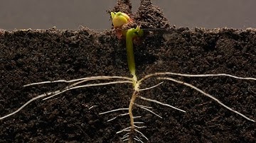 Bean Time-Lapse - 25 days - Soil cross section || बीन टाइम-लैप्स - 25 दिन - मिट्टी पार अनुभाग ।