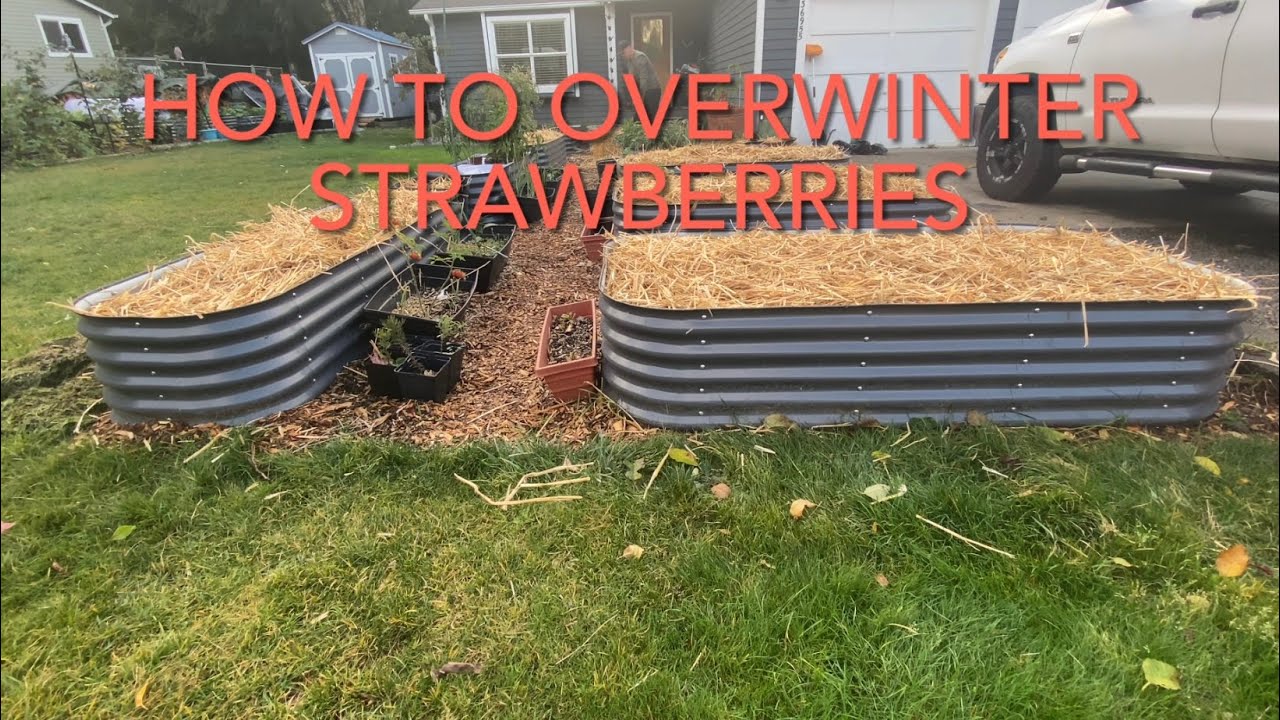 How to Over Winter Strawberries 