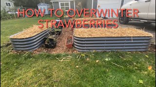How to Over Winter Strawberries #gardening