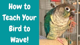 How to Teach Your Bird to Wave! | Easy Parrot Trick Training Tutorial | BirdNerdSophie