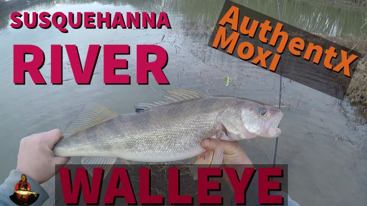 Fishing for walleye in Muddy Water with AuthetX Swimbaits -Walleye