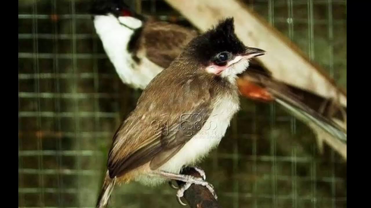 Cách chăm sóc chim Chào Mào con - Nuoitrong123