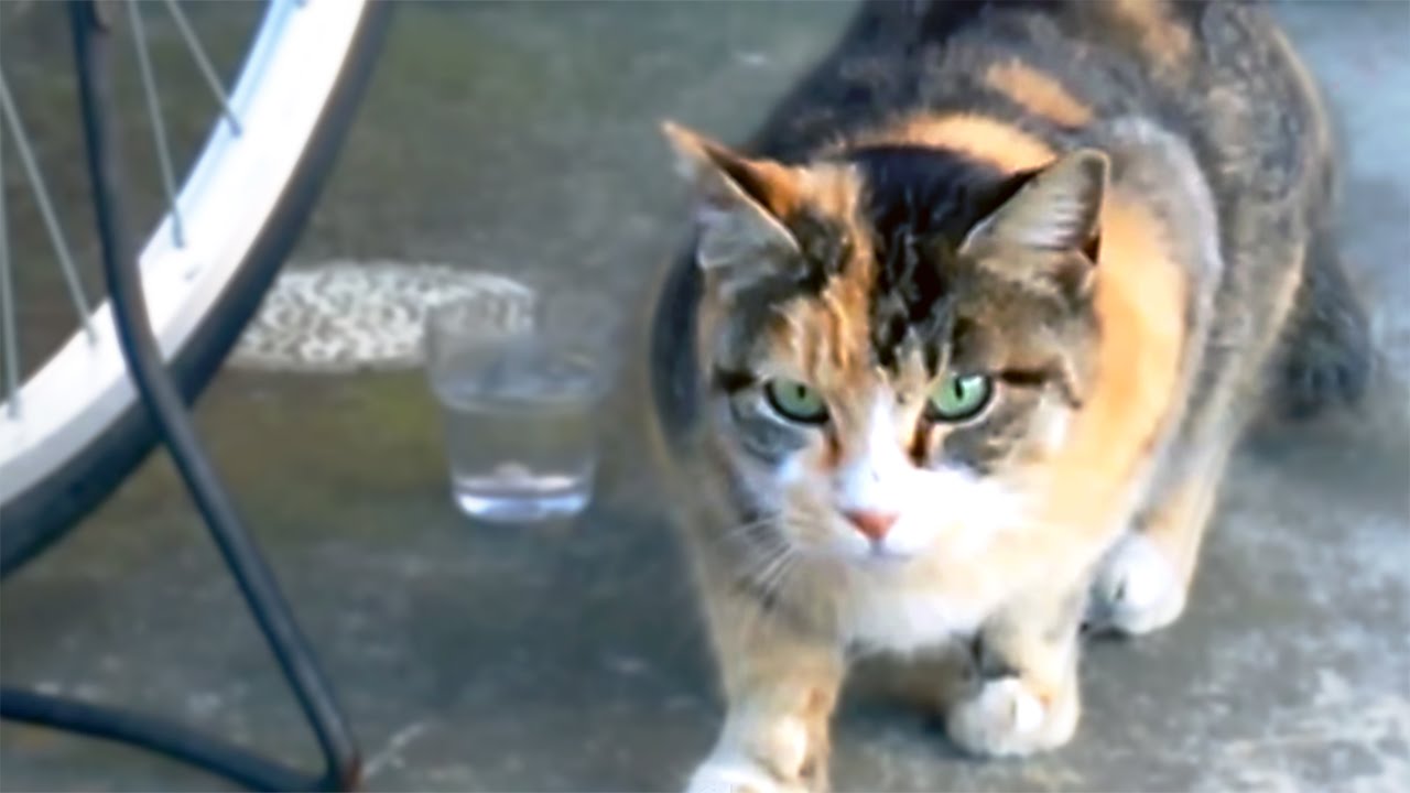 野良猫 かわいい三毛猫ちゃん発見 接近しても鳴かない猫 Cute Calico Cat Discovery Stray Mi Ke Cat Youtube