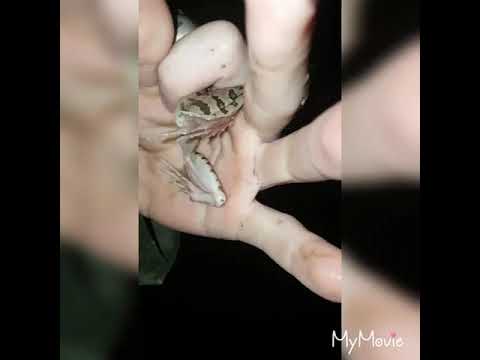 camera iphone 8 plus apk Creatures of the night part 1