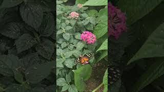 Beautiful BUTTERFLIES, اللہ کی خوبصورت تخلیق تتلی