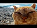 Funny animals 2022   funniest cats and dogs 