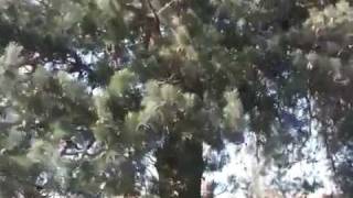 Sound of pine cones opening in hampstead Wealth