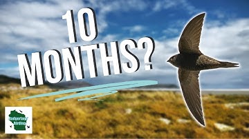 This Bird can do WHAT for 10 MONTHS?!