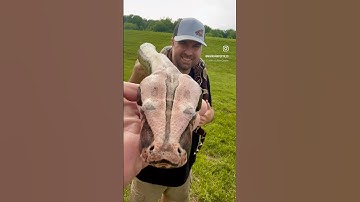 True Redtail Boa ! Suriname Boa Constrictor at 45 Scales !