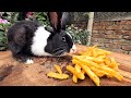 Rabbit Eating French Fries || Bunney Eating French Fries / Rabbit Eating French Fries ASMR