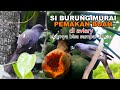 SI BURUNG MURAI EKOR PANJANG PEMAKAN BUAH, LAMA DI AVIARY - BEGINI SEKARANG KONDISINYA