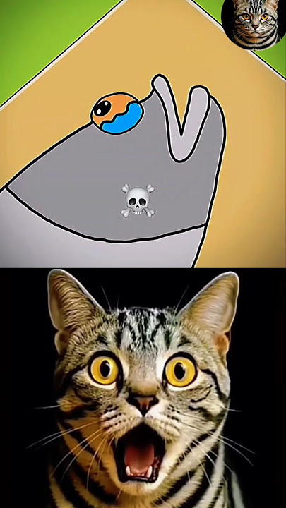 The laugh #memes #shorts #phonk #funk #bombastic #cat #popular