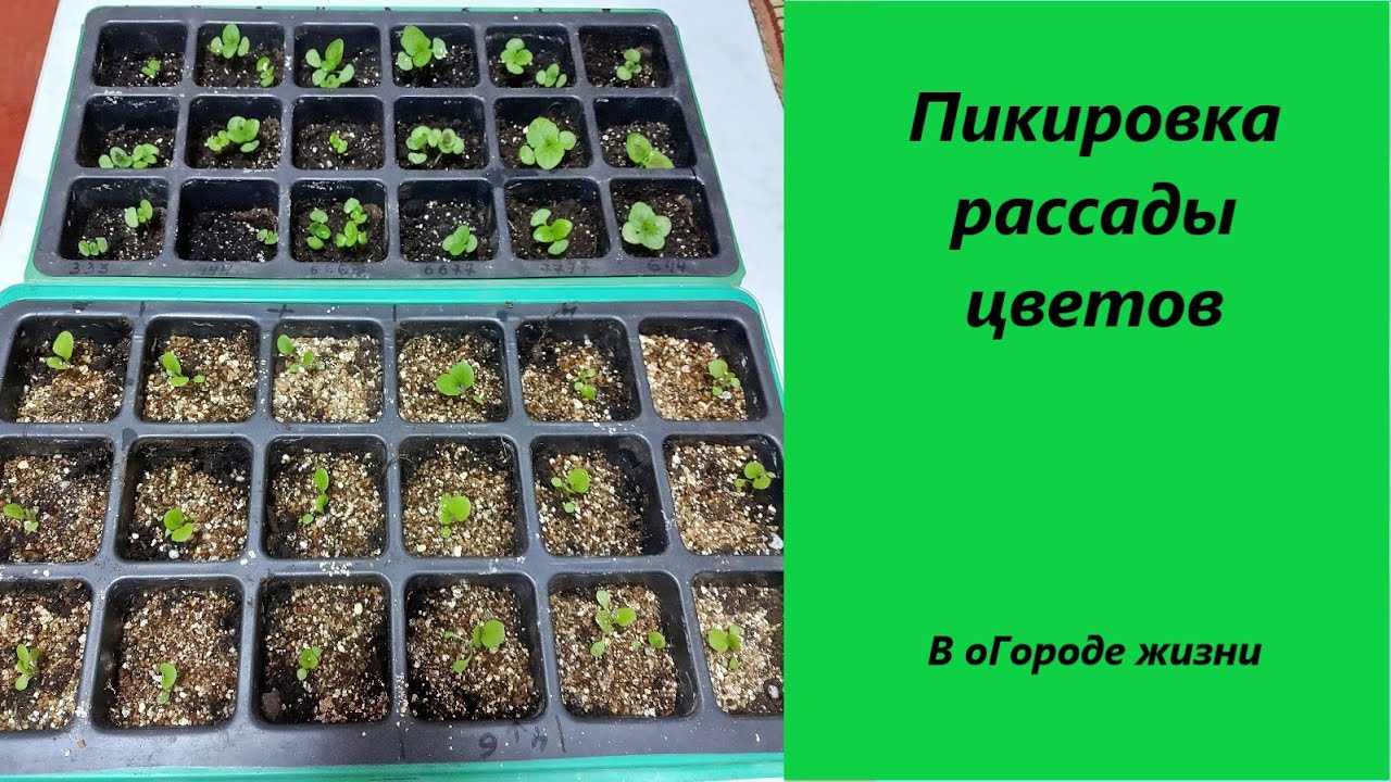 Когда можно пикировать цветы в апреле. Энотера рассада. Во что распикировать рассаду. Гайлардия пикировка рассады. Колеус пикировка рассады.