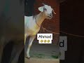 AhmadЁЯСжЁЯП Name Video Status ViralЁЯТп Shorts ЁЯШЕ Status Love FunnyЁЯШЬ Latest GoatЁЯРР Ahmad Foryou AhmadЁЯСжЁЯП Name Video Status ViralЁЯТп Shorts ЁЯШЕ Status Love FunnyЁЯШЬ Latest GoatЁЯРР Ahmad Foryou