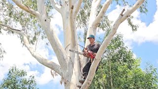 Cưa  cây  bạch  đàn  siêu  khủng  ,Siêu  nhánh.