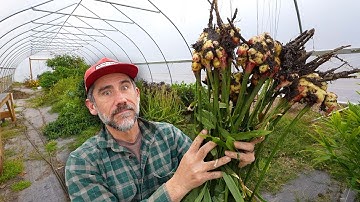 It Keeps Growing in the High Tunnel Greenhouse