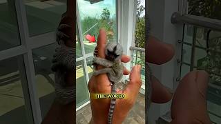 Tiniest Babies Of Dangerous Animals