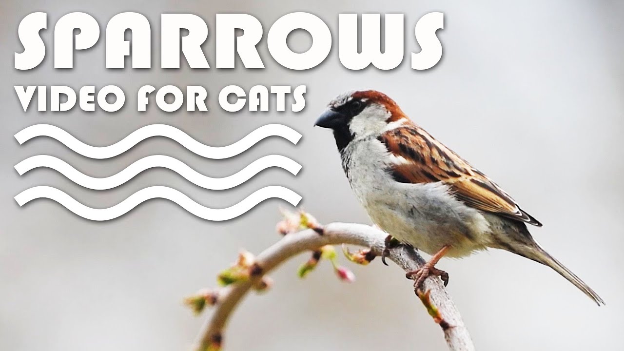 Cat and Sparrow. Liolin Sparrow Cat. Cat Bird.