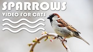 Bird Video For Cats - Sparrows. Entertainment Video For Cats.