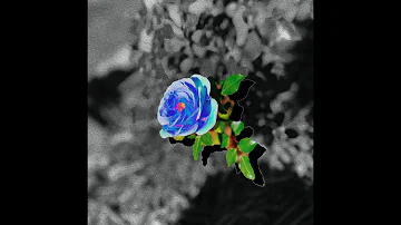 SoMo - Blue Rose