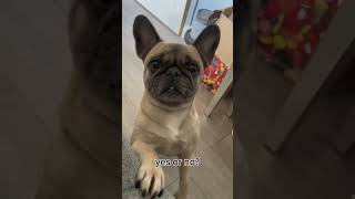 Do you think I'm cute #dog