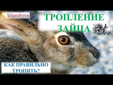 Тропление зайца видео уроки