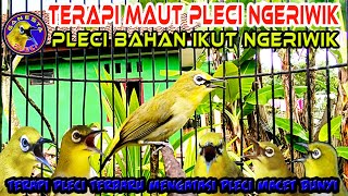 Terapi Riwikan Maut Pleci,, Ampuh mengatasi pleci macet bunyi, pleci jantan segera ngeriwik