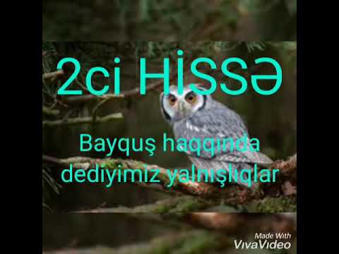 Bayquş haqqında bildiyimiz yalnışlıqlar 2ci HİSSƏ 2019