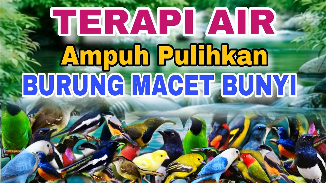 TERAPI AIR ALAM UNTUK MEMULIHKAN BURUNG MACET BUNYI, TERAPI AIR UNTUK SEMUA JENIS BURUNG MACET BUNYI