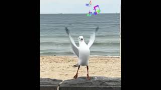 Download Lagu 🕺 Dancing Seagull Steals the Show! 😆 | Funniest Bird Dance Ever 🐦✨ MP3 Download Lagu 🕺 Dancing Seagull Steals the Show! 😆 | Funniest Bird Dance Ever 🐦✨ MP3