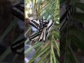 Two Butterflies | Theekholms