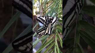 Two Butterflies | Theekholms