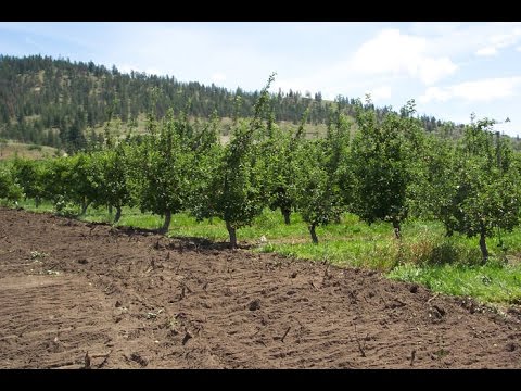 Video: Coberturas de suelo de la Zona 9: las mejores plantas de cobertura del suelo para paisajes de la Zona 9