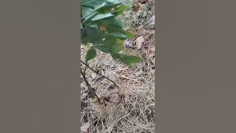 Củ sâm rùng rừng cực víp , nặng hơn 300gram, mắt sâm chi chít đếm không xuể ạ @All