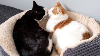 Cat Kisses Other Cat Then Attacks It