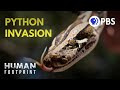 Giant Pythons Have Overrun Florida. Here’s Why.