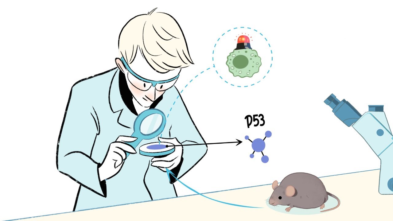 Whiteboard #6 Une protéine entre obésité, inflammation et diabète de type 2