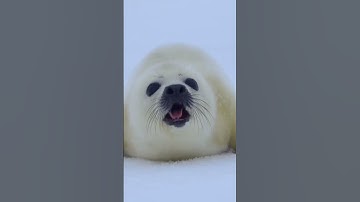 Interesting facts about Harp seal  #shorts #nature #facts #shortvideo #shortsvideo #seal #harpseal