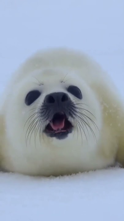 Interesting facts about Harp seal #shorts #nature #facts #shortvideo #