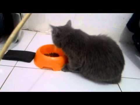  Kucing  persia  medium abu  abu  lagi makan YouTube